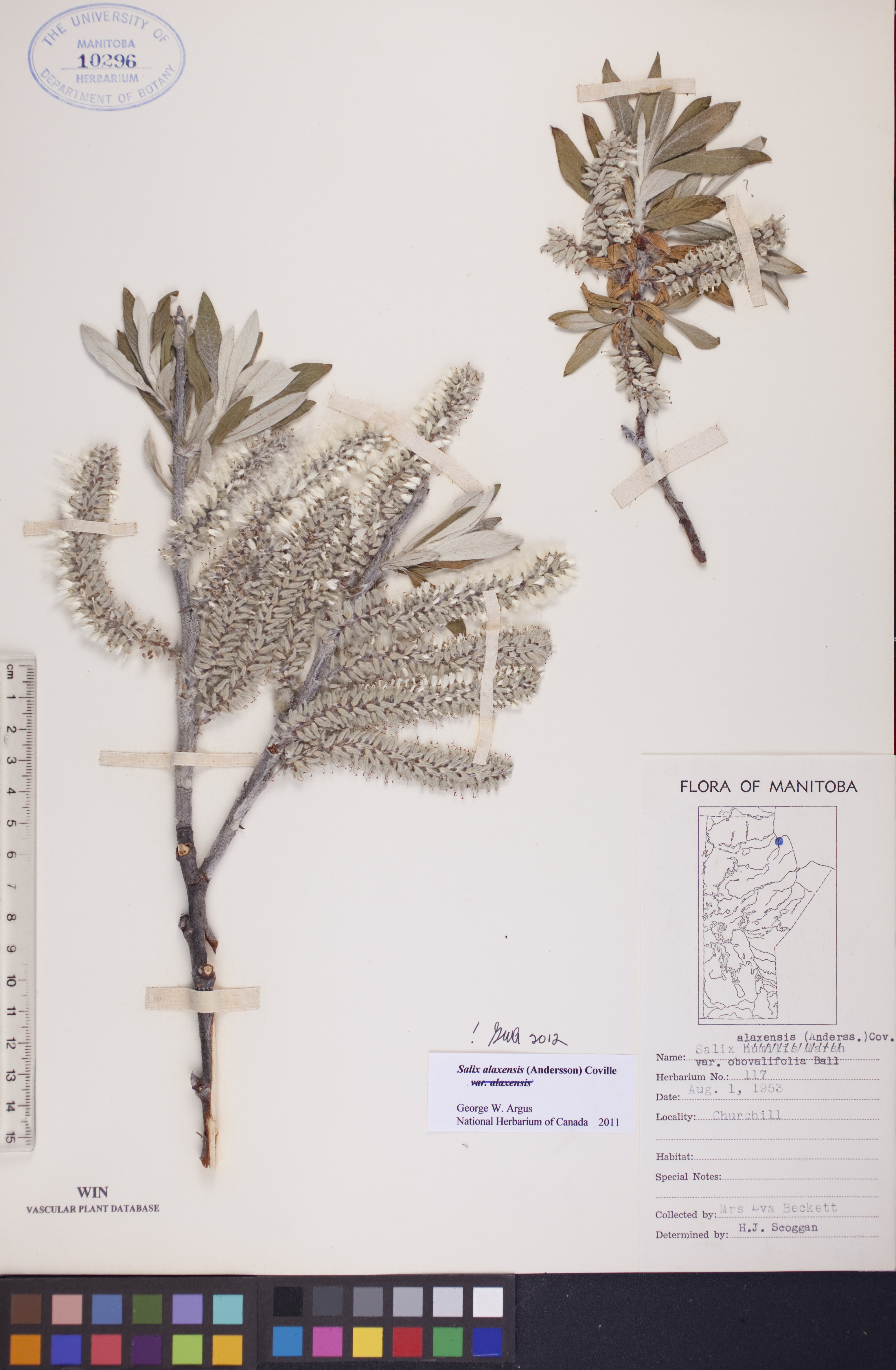 Salix alaxensis image